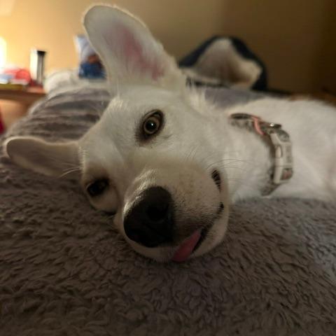 Spooky, a Adoptable mixed breed in Calgary, AB image 3/6