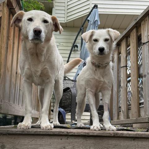 Enlarge Spooky, a Adoptable mixed breed in Calgary, AB image 4/6