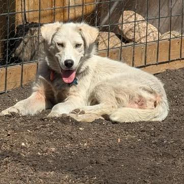 Enlarge Spooky, a Adoptable mixed breed in Calgary, AB image 2/2