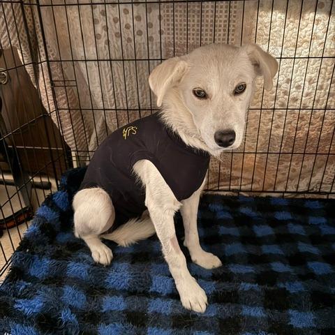Spooky, a Adoptable mixed breed in Calgary, AB image 5/6