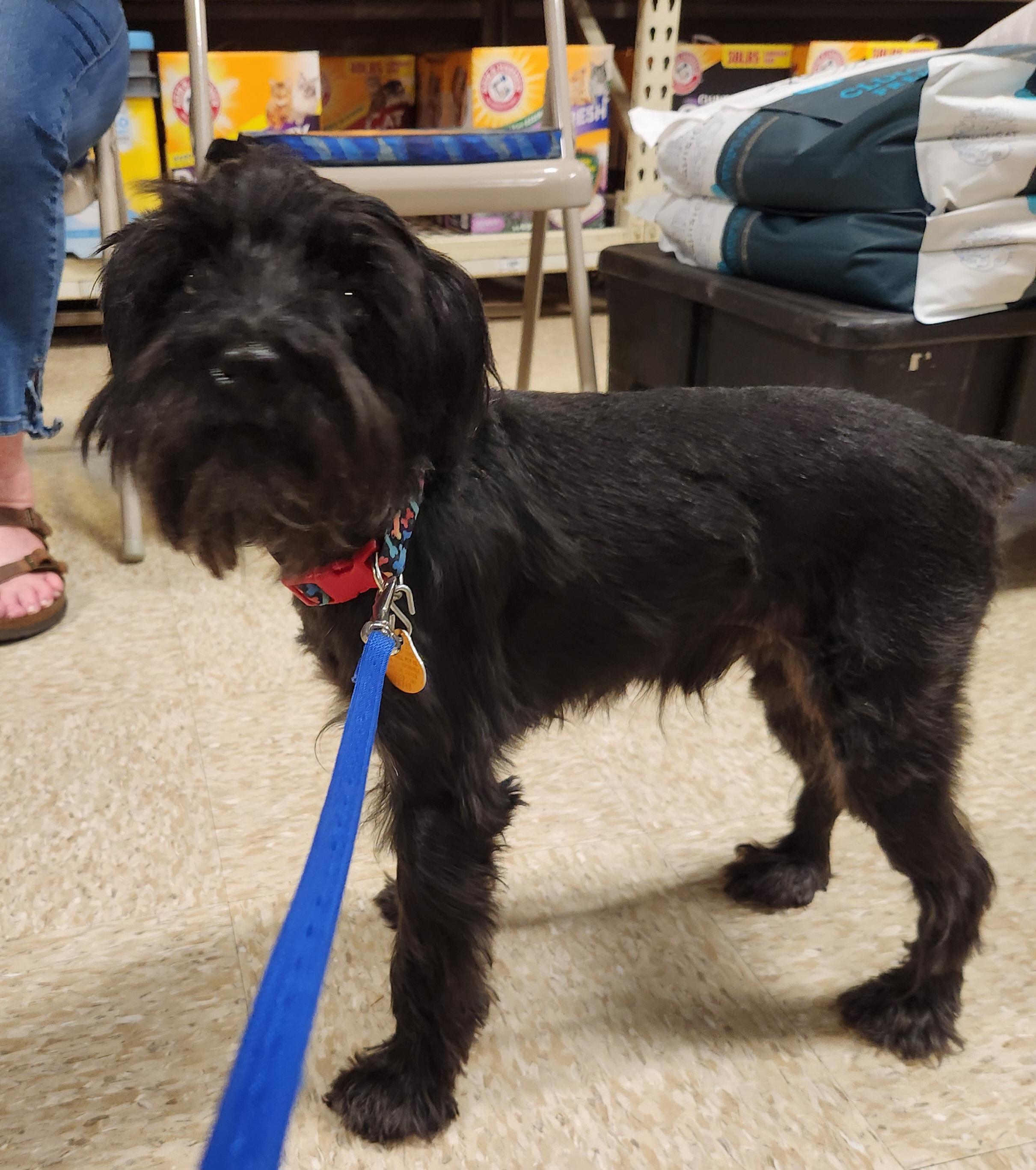 Frankie, a ADOPTABLE mixed breed in Oklahoma City, OK image 2/2