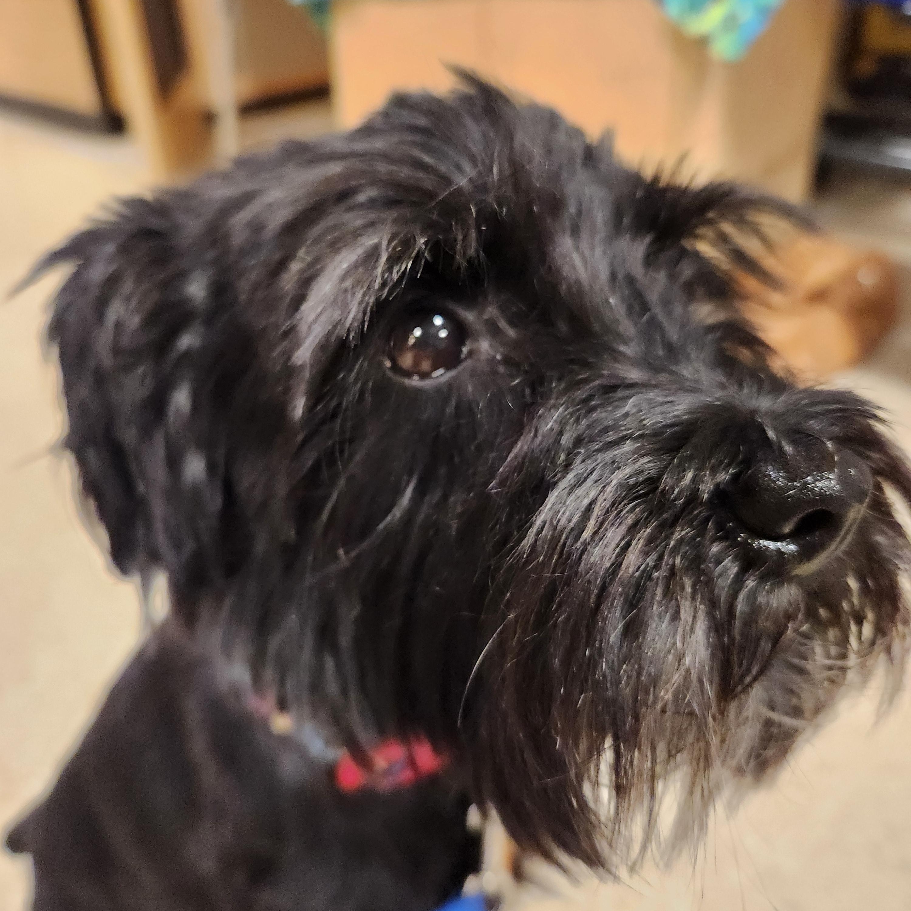 Frankie, ADOPTABLE, Adult Male Miniature Schnauzer.