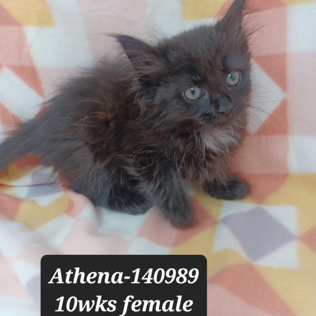 Athena, Adoptable, Kitten Female Domestic Medium Hair.
