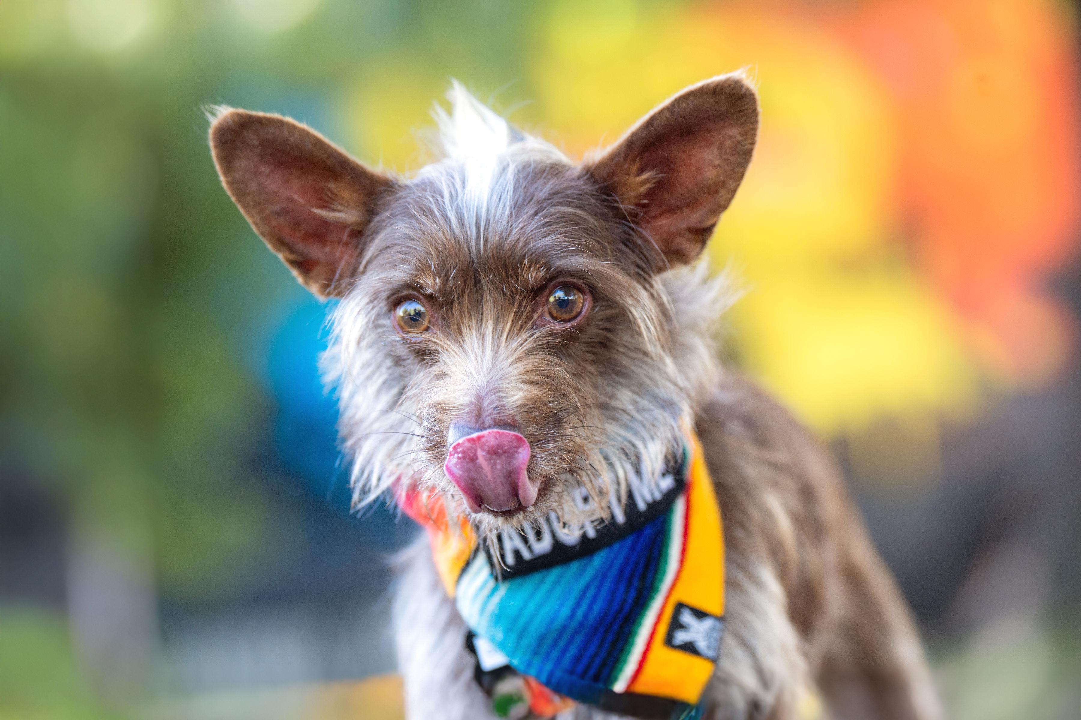 Chocorrol, ADOPTABLE, Adult Male Terrier & Chihuahua.