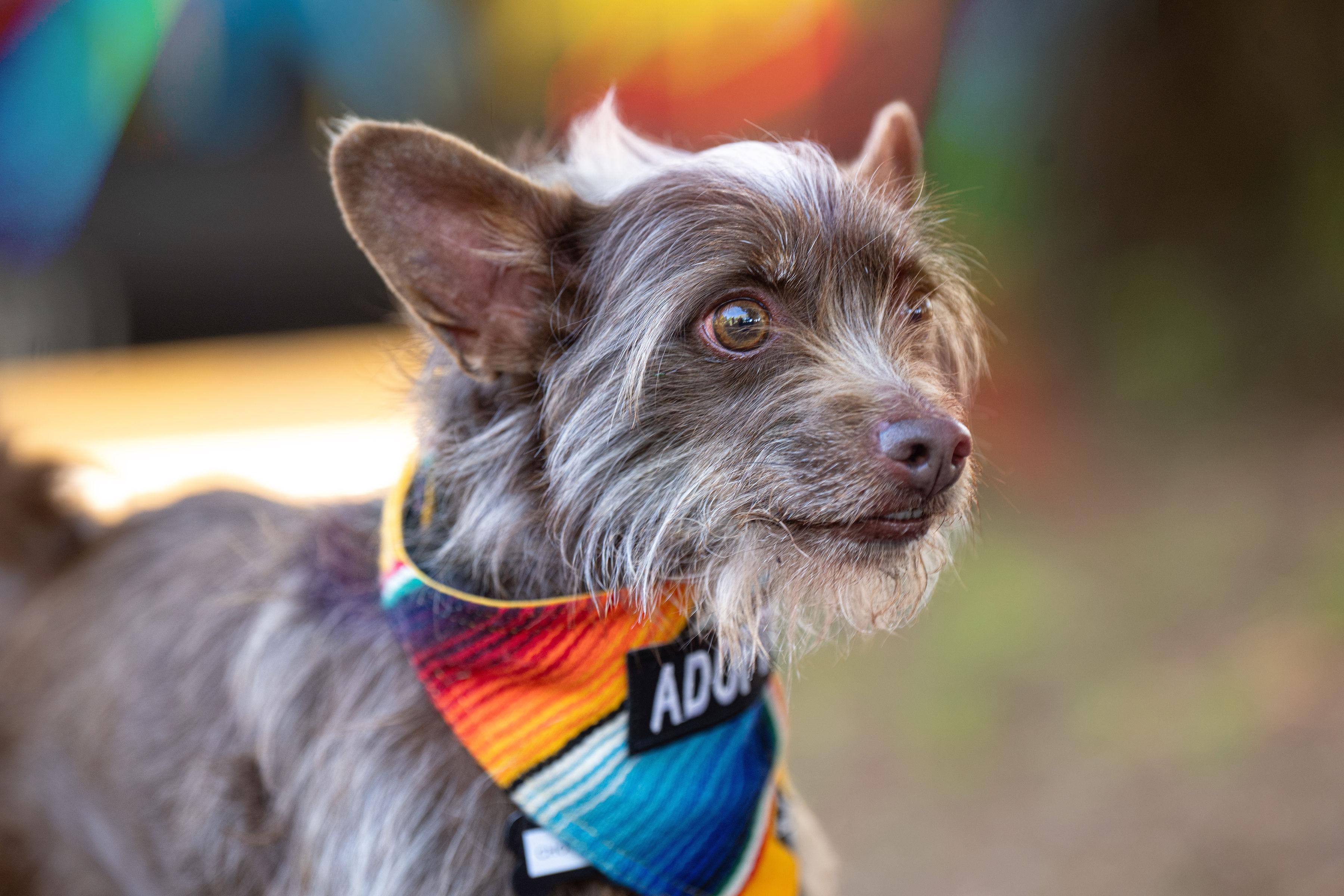 Chocorrol, a ADOPTABLE mixed breed in Santa Rosa, CA image 4/5