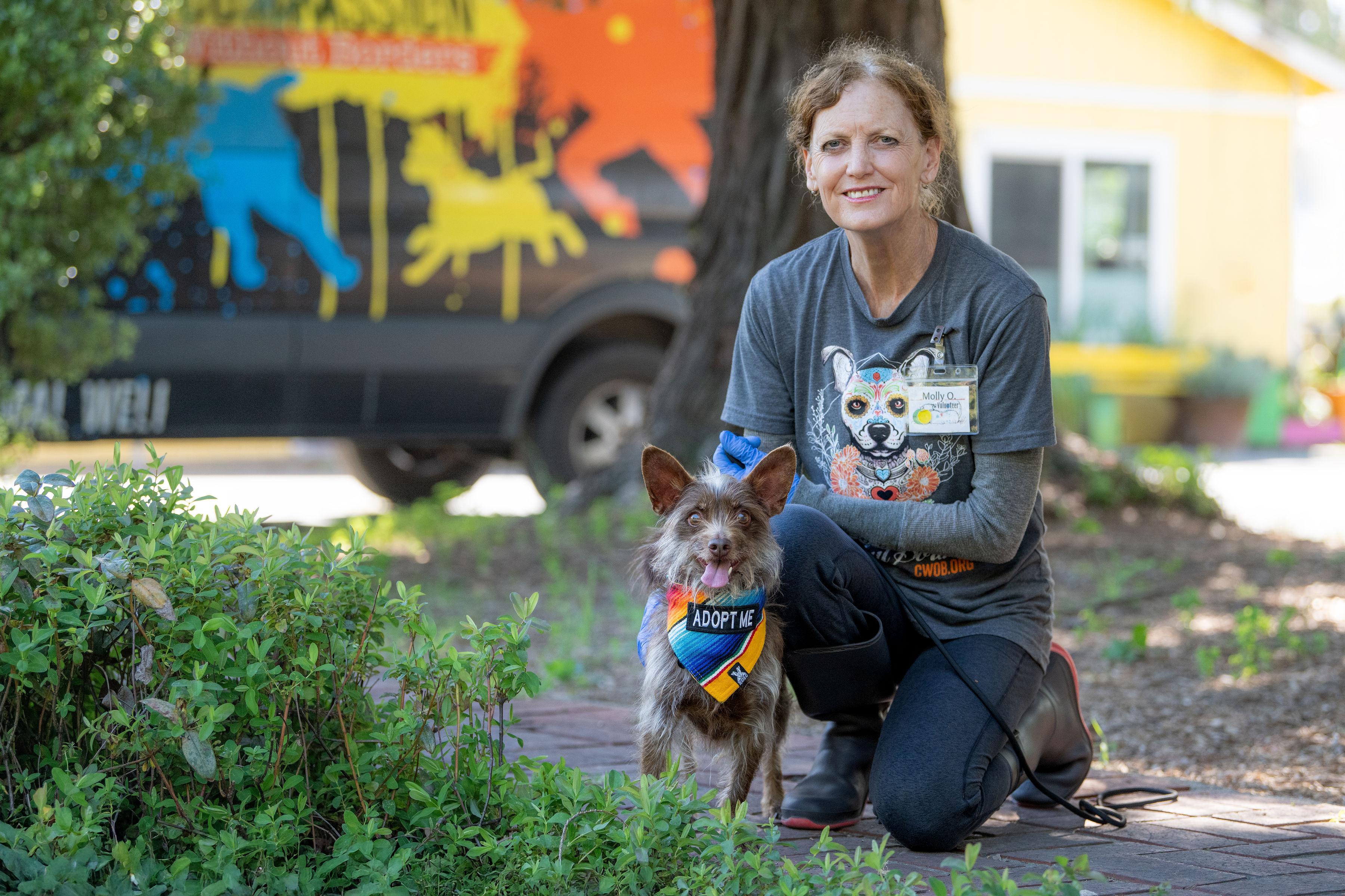 Chocorrol, a ADOPTABLE mixed breed in Santa Rosa, CA image 5/5