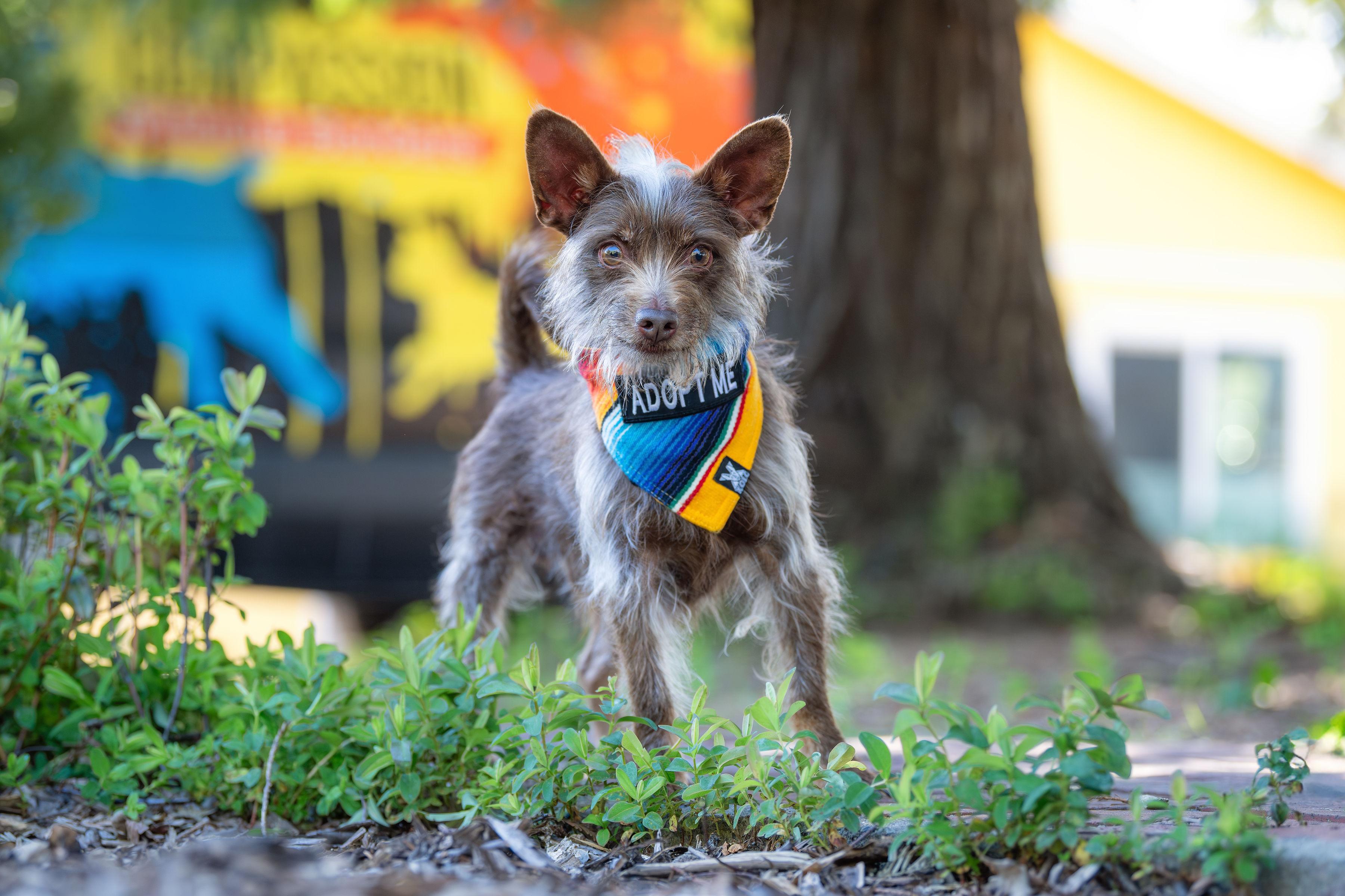 Chocorrol, a ADOPTABLE mixed breed in Santa Rosa, CA image 3/5