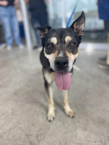 Croissant — thumbnail 2