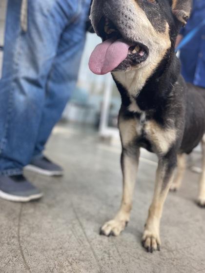 Croissant — thumbnail 3