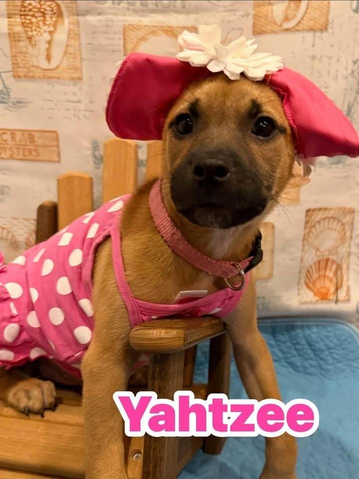 Enlarge Yahtzee, a Adoptable mixed breed in Scranton, PA image 1/1