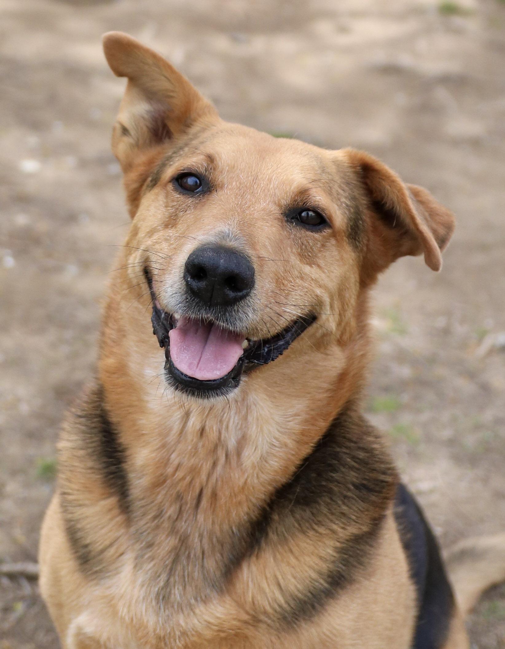 Enlarge Frenchy, a Adoptable mixed breed in New Windsor, NY image 1/10