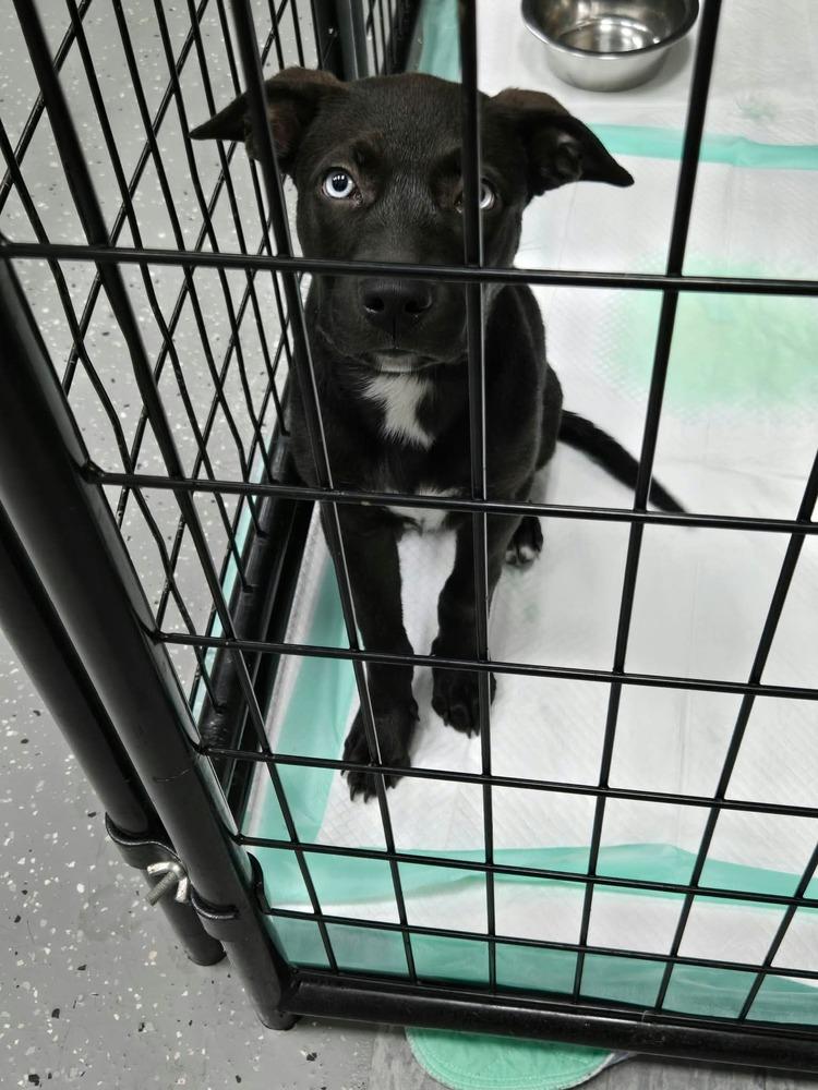 Chevelle, Adopted, Puppy Female Mixed Breed.