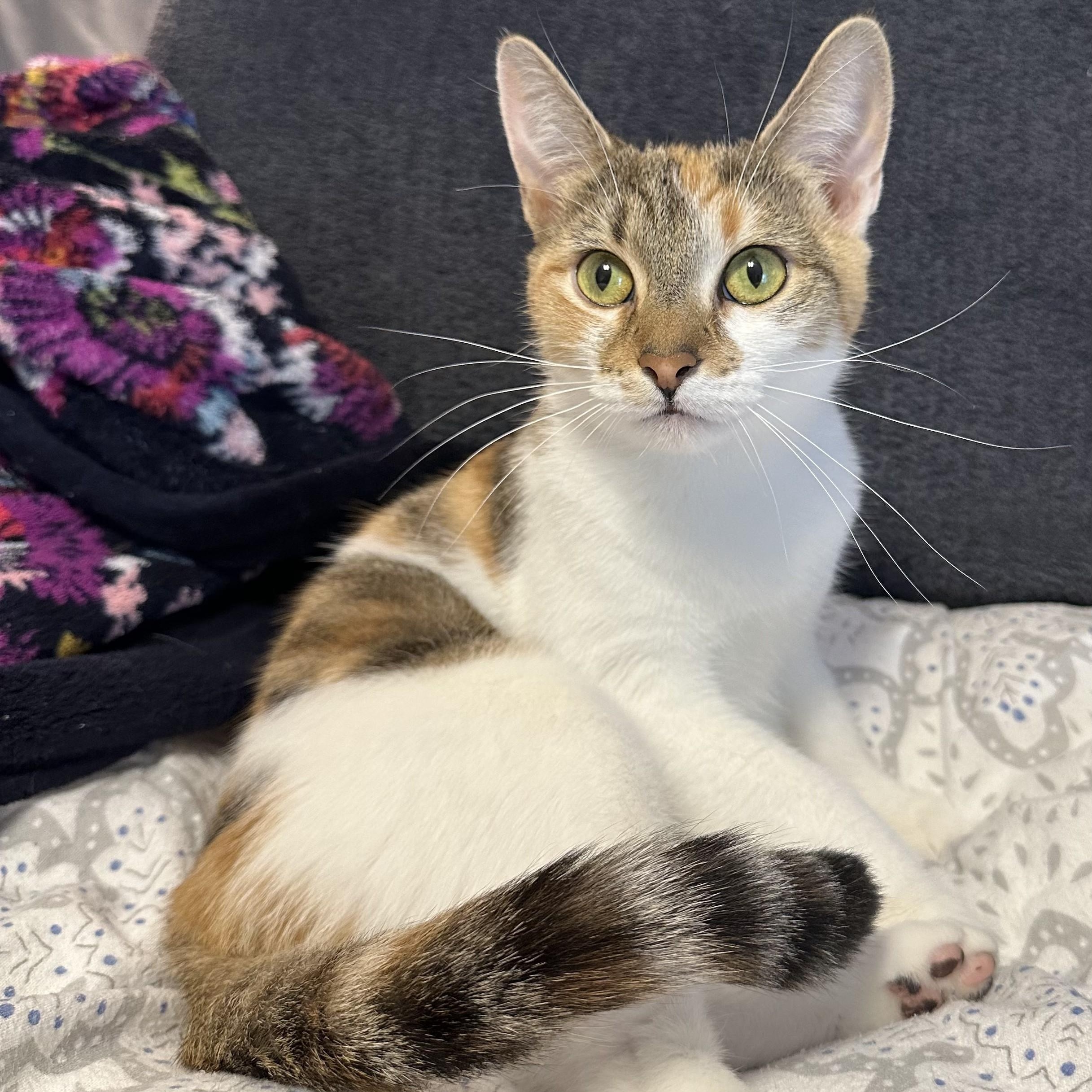 Poppins, Adoptable, Young Female Domestic Short Hair.