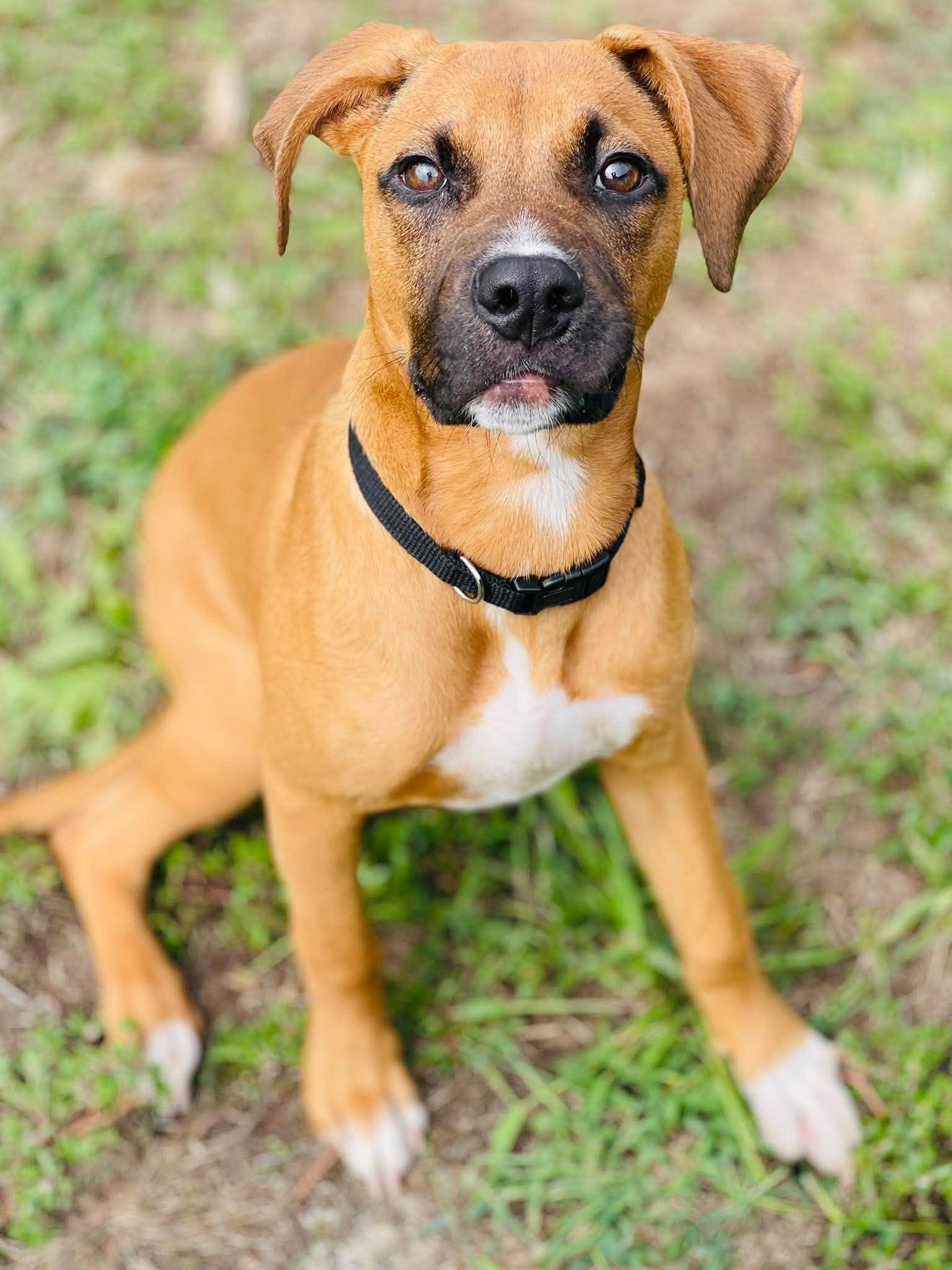 Enlarge AC-5234 "Nellie", a Adoptable mixed breed in Conyers, GA image 3/3