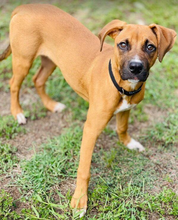 Enlarge AC-5234 "Nellie", a Adoptable mixed breed in Conyers, GA image 1/3