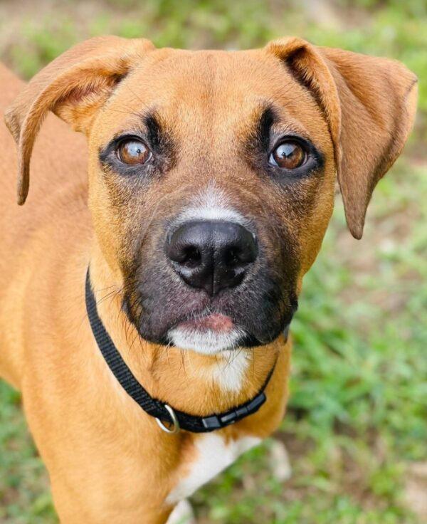 Enlarge AC-5234 "Nellie", a Adoptable mixed breed in Conyers, GA image 2/3
