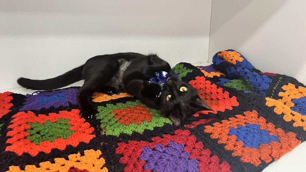 Enlarge Lottie, a Adoptable Domestic Short Hair in Chestertown, MD image 4/4