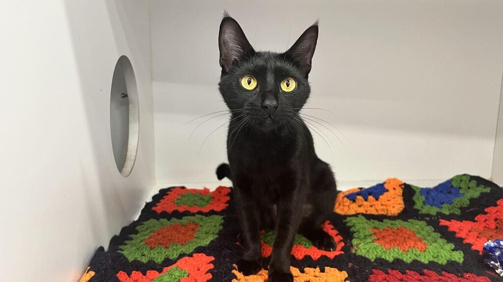 Enlarge Lottie, a Adoptable Domestic Short Hair in Chestertown, MD image 3/4