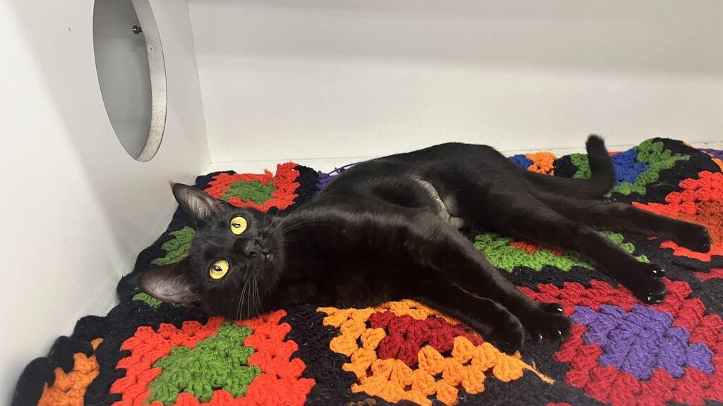 Enlarge Lottie, a Adoptable Domestic Short Hair in Chestertown, MD image 2/4