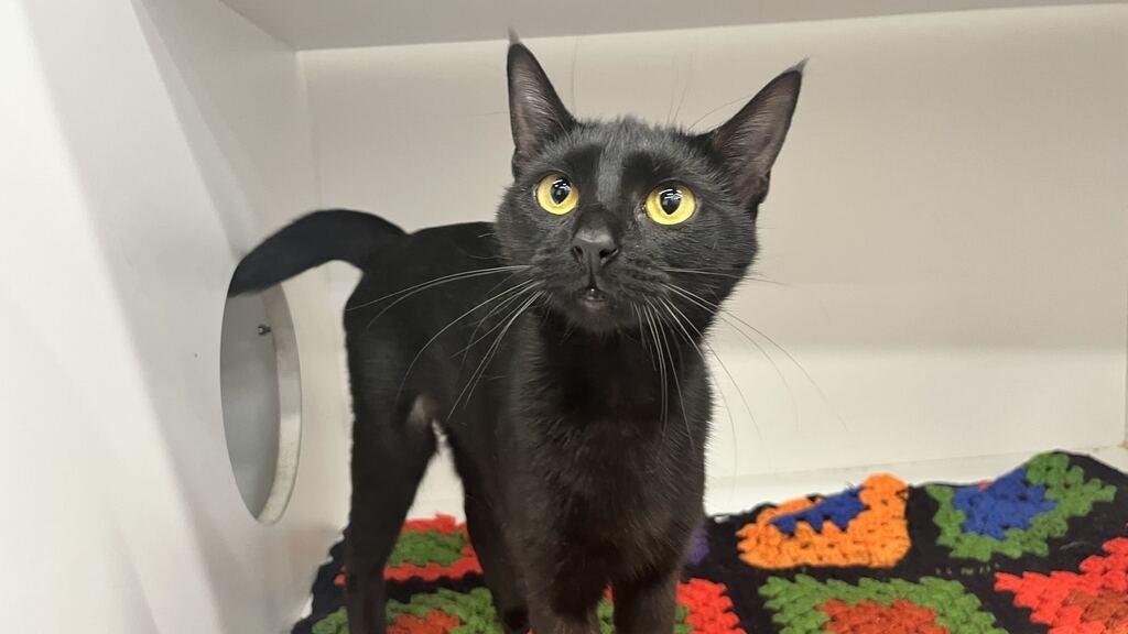 Enlarge Lottie, a Adoptable Domestic Short Hair in Chestertown, MD image 1/4