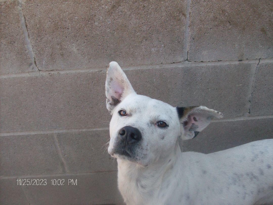 CHECKERS, a Adoptable American Bulldog in Kellyville, OK image 1/6