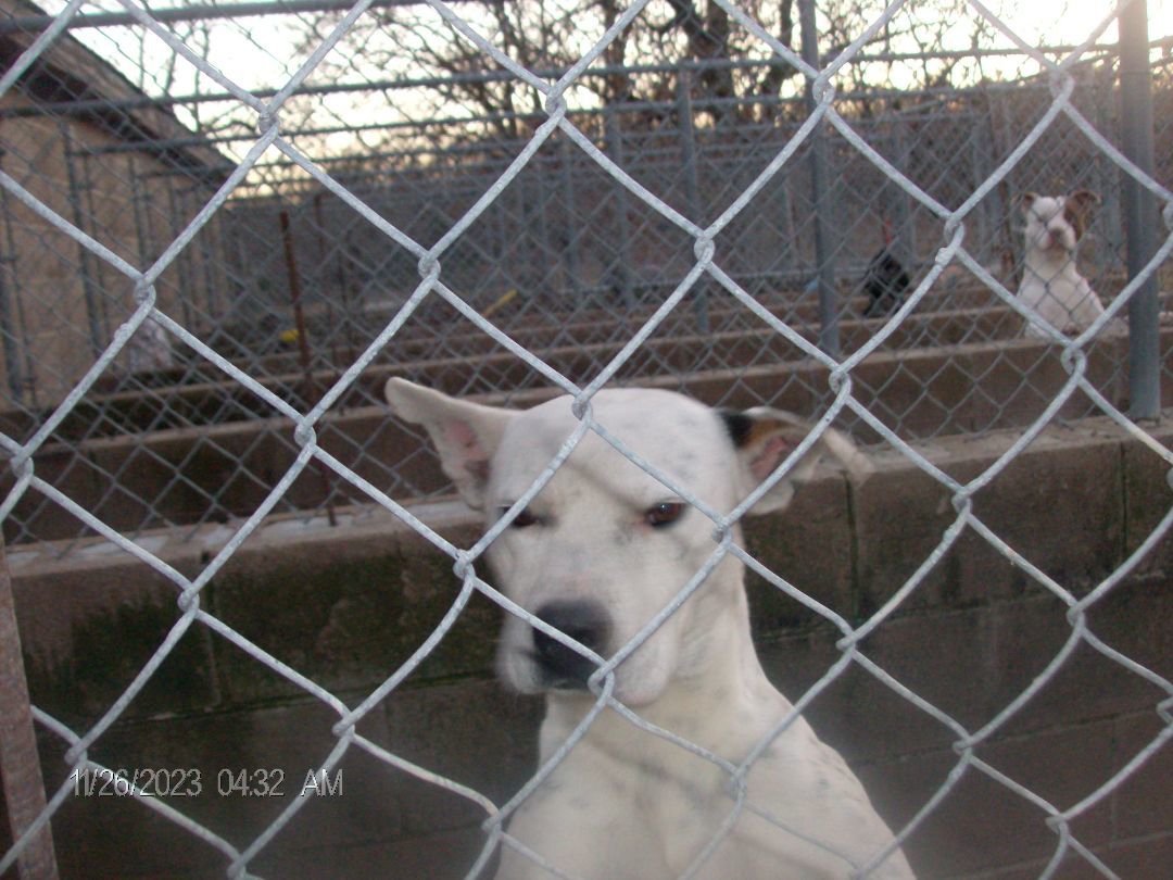 CHECKERS, a Adoptable American Bulldog in Kellyville, OK image 2/6