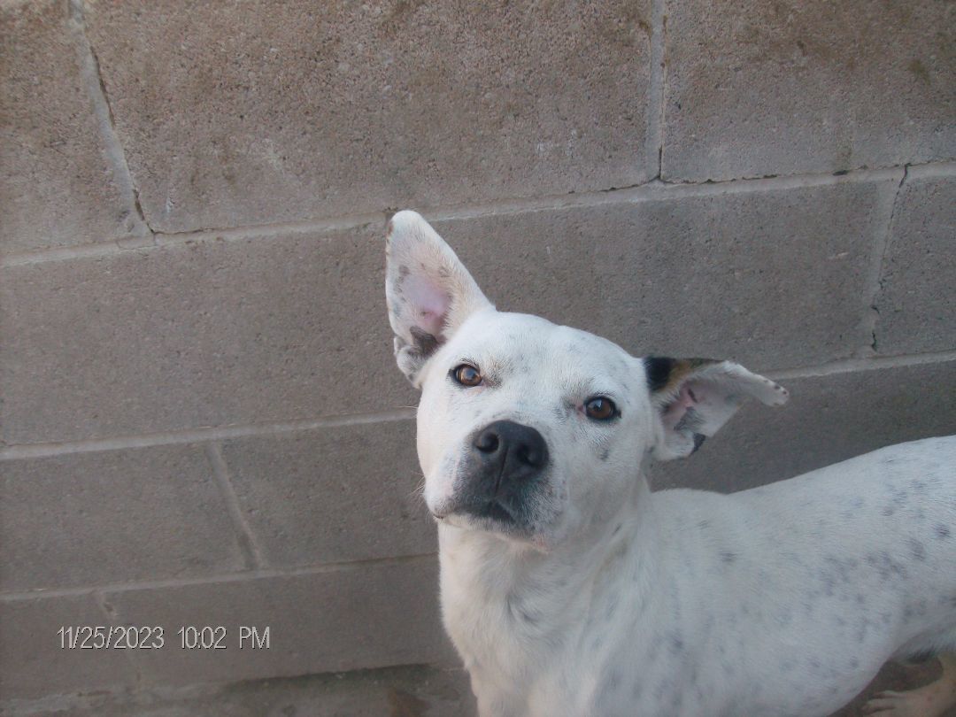 CHECKERS, a Adoptable American Bulldog in Kellyville, OK image 3/6