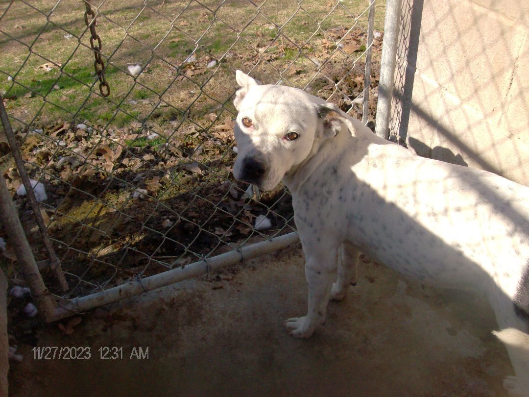 CHECKERS, a Adoptable American Bulldog in Kellyville, OK image 4/6