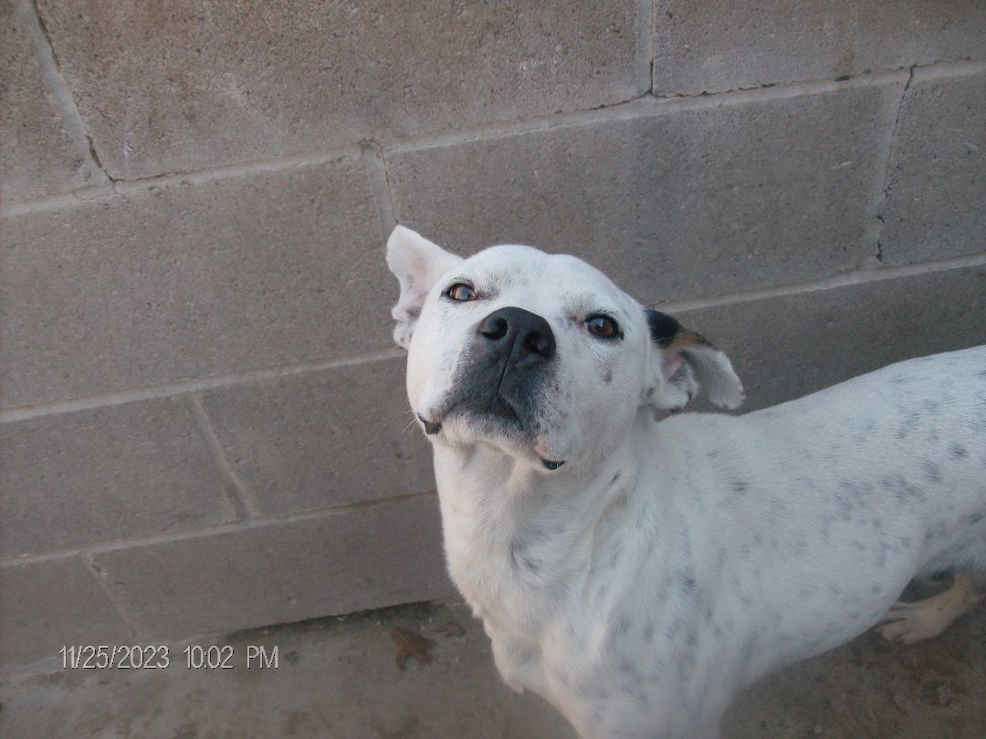 CHECKERS, a Adoptable American Bulldog in Kellyville, OK image 5/6