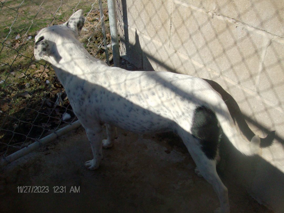 CHECKERS, a Adoptable American Bulldog in Kellyville, OK image 6/6