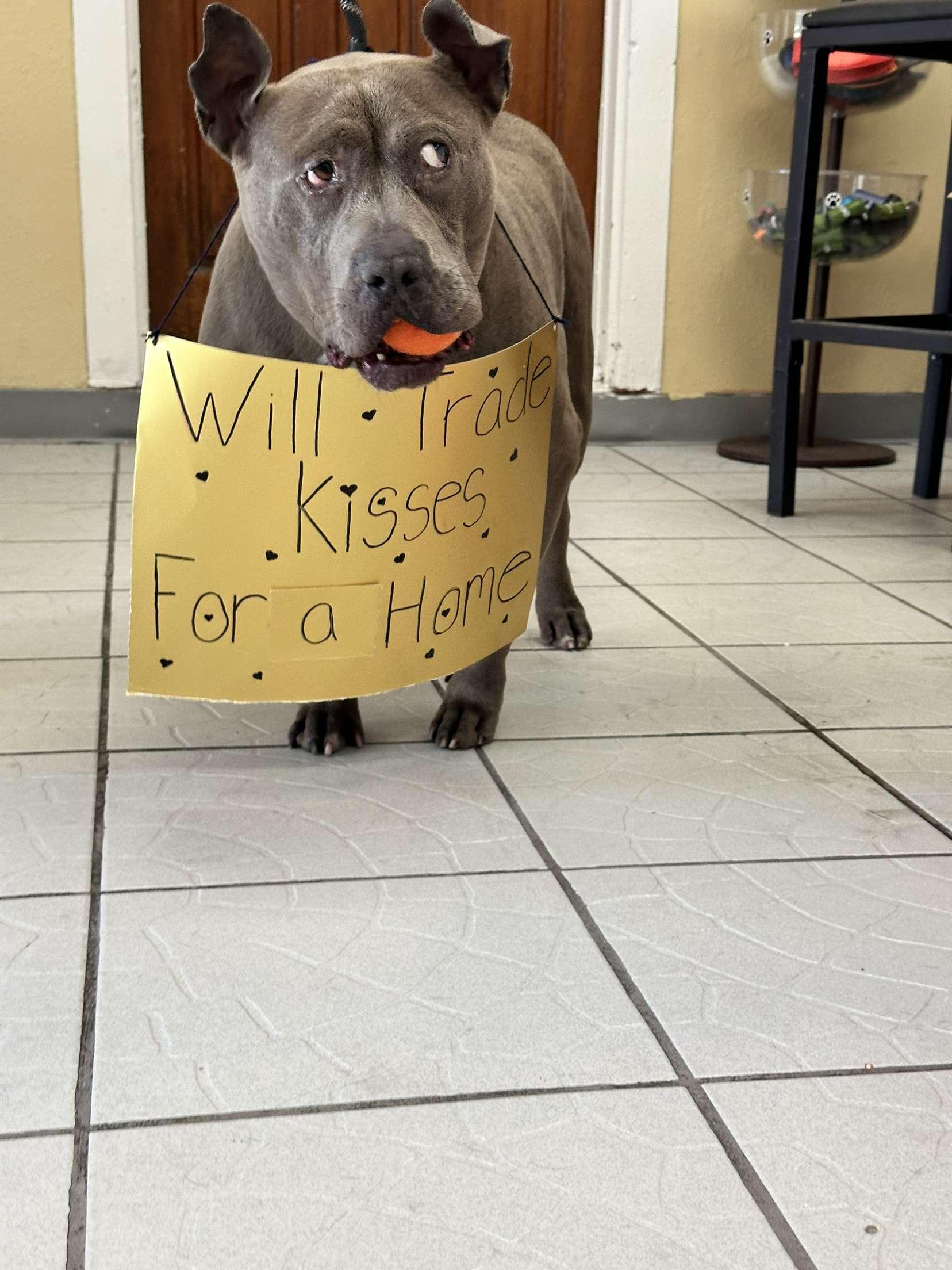Ghost, a Adoptable mixed breed in rowland heights, CA image 2/3