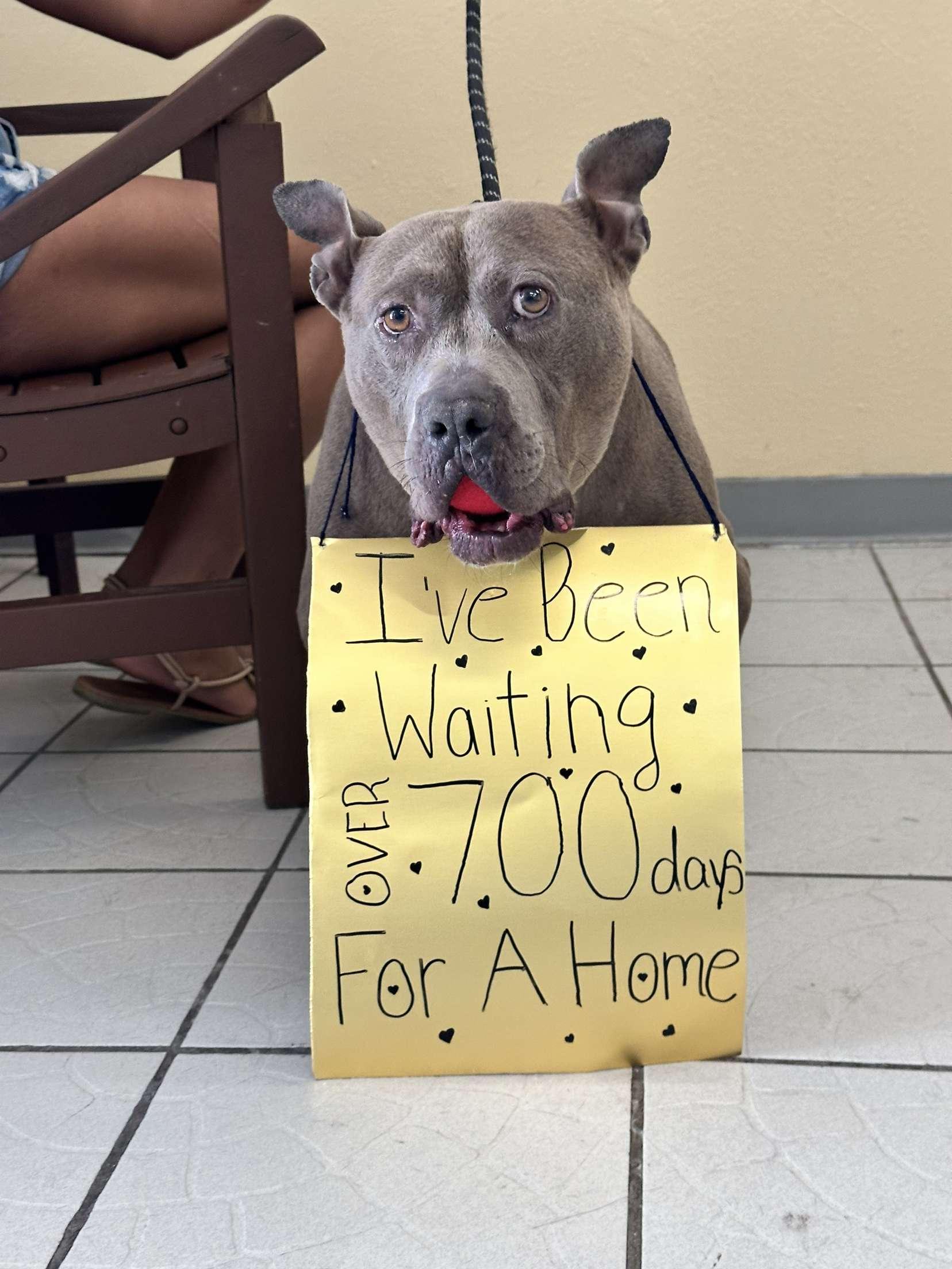 Ghost, Senior Female Pit Bull Terrier