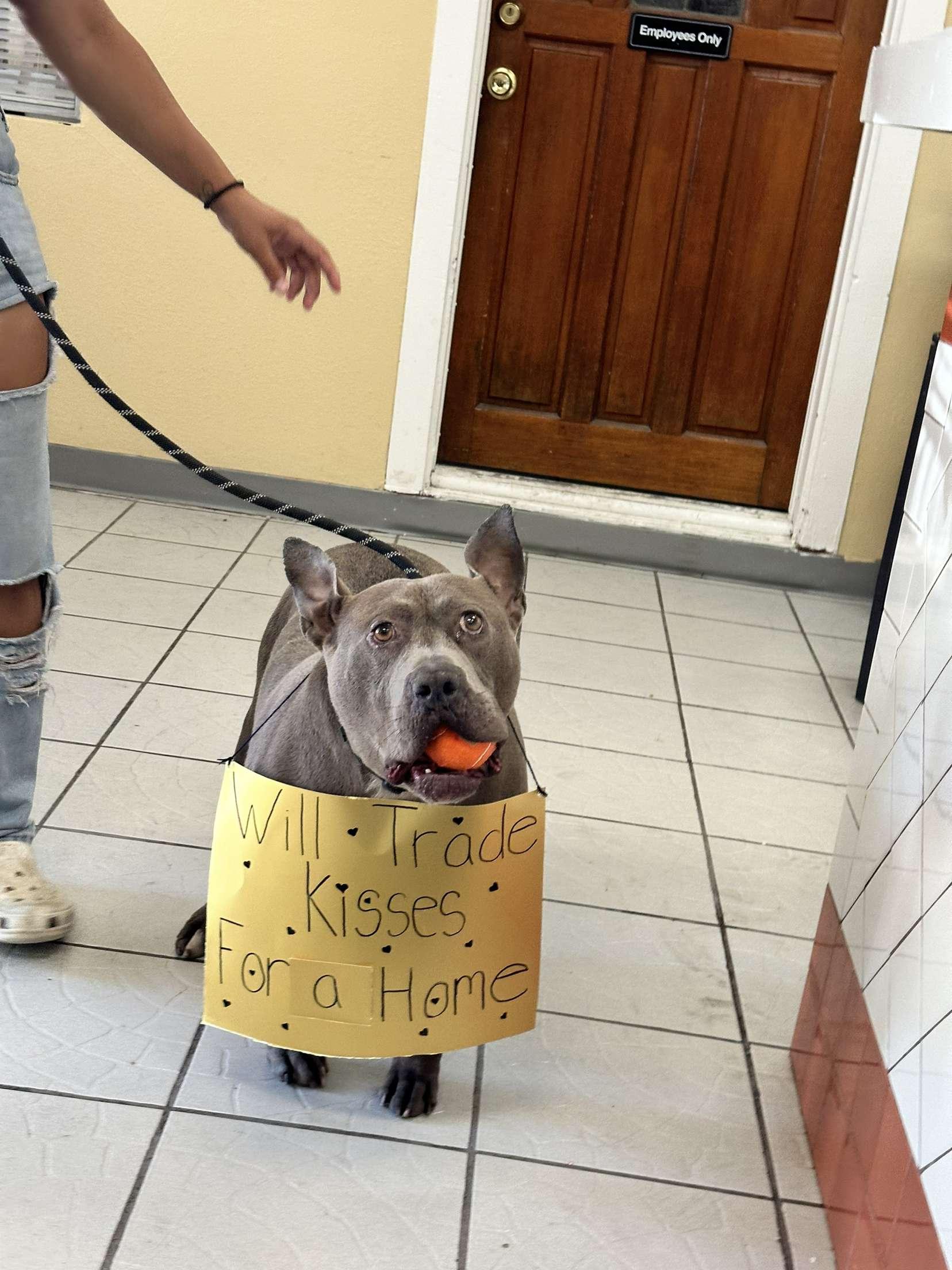 Ghost, a Adoptable mixed breed in rowland heights, CA image 3/3