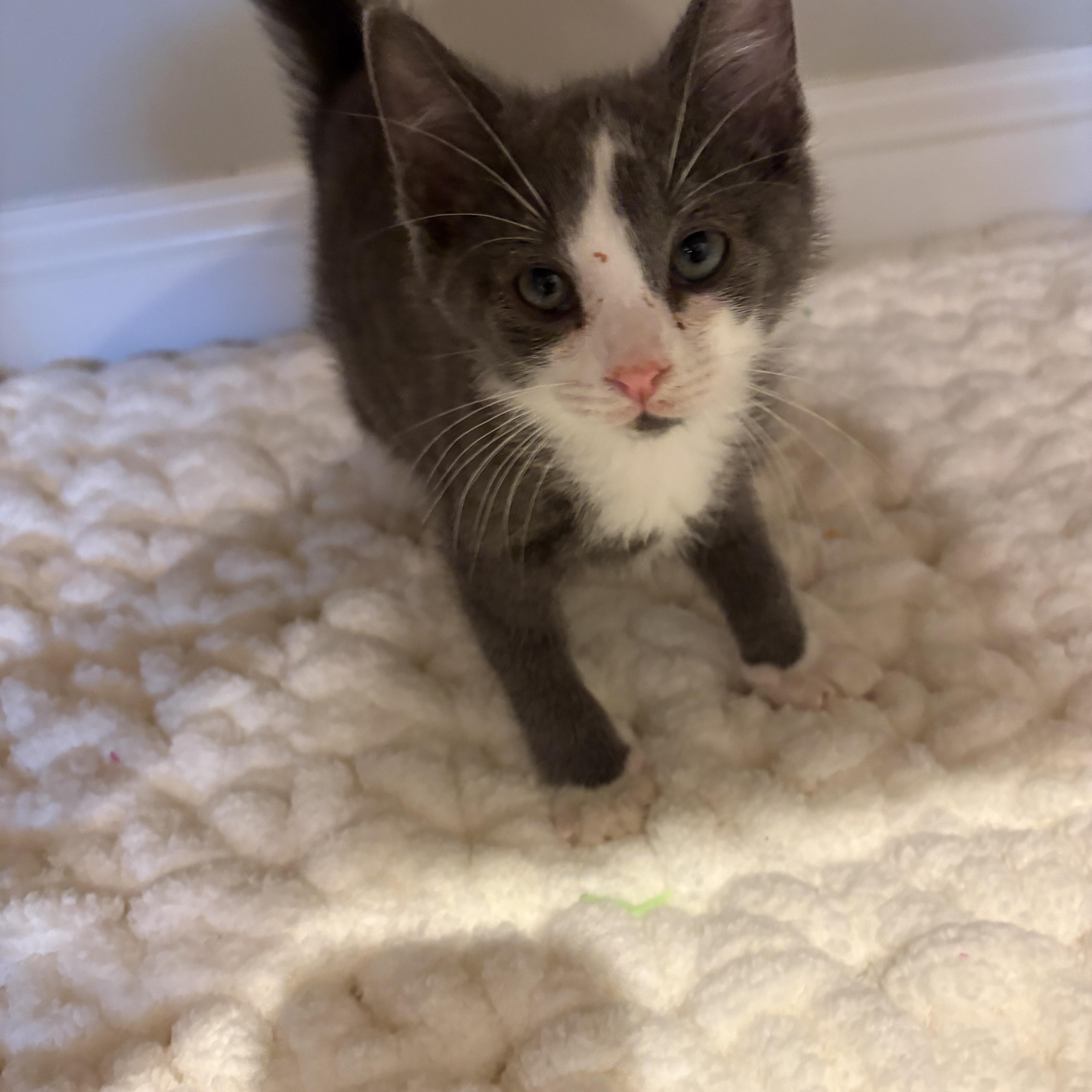 Tito, adopted, Kitten Male Domestic Short Hair.