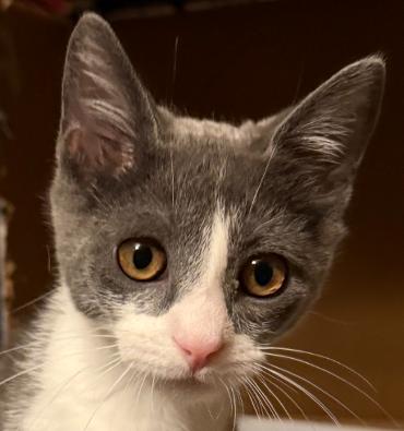 Tina, Adoptable, Kitten Female Domestic Short Hair.