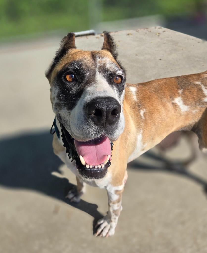 Annie, a Adoptable Great Dane in Viroqua, WI image 1/5