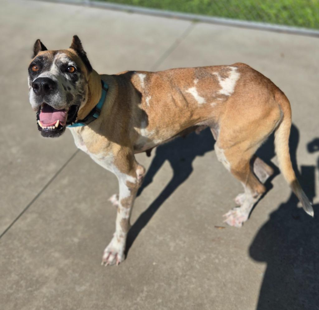 Annie, a Adoptable Great Dane in Viroqua, WI image 2/5