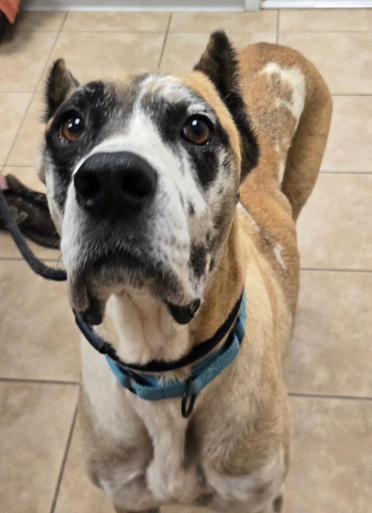 Annie, a Adoptable Great Dane in Viroqua, WI image 3/5