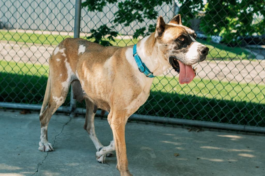 Annie, a Adoptable Great Dane in Viroqua, WI image 4/5