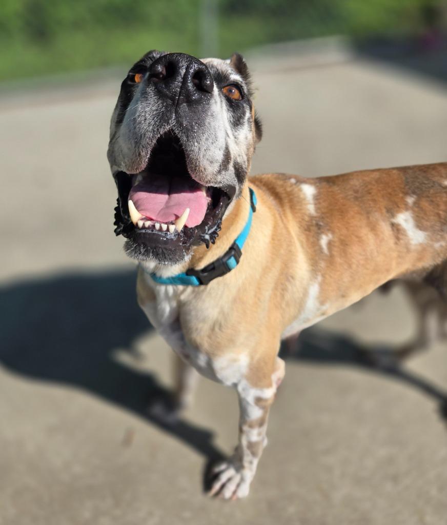 Annie, a Adoptable Great Dane in Viroqua, WI image 5/5