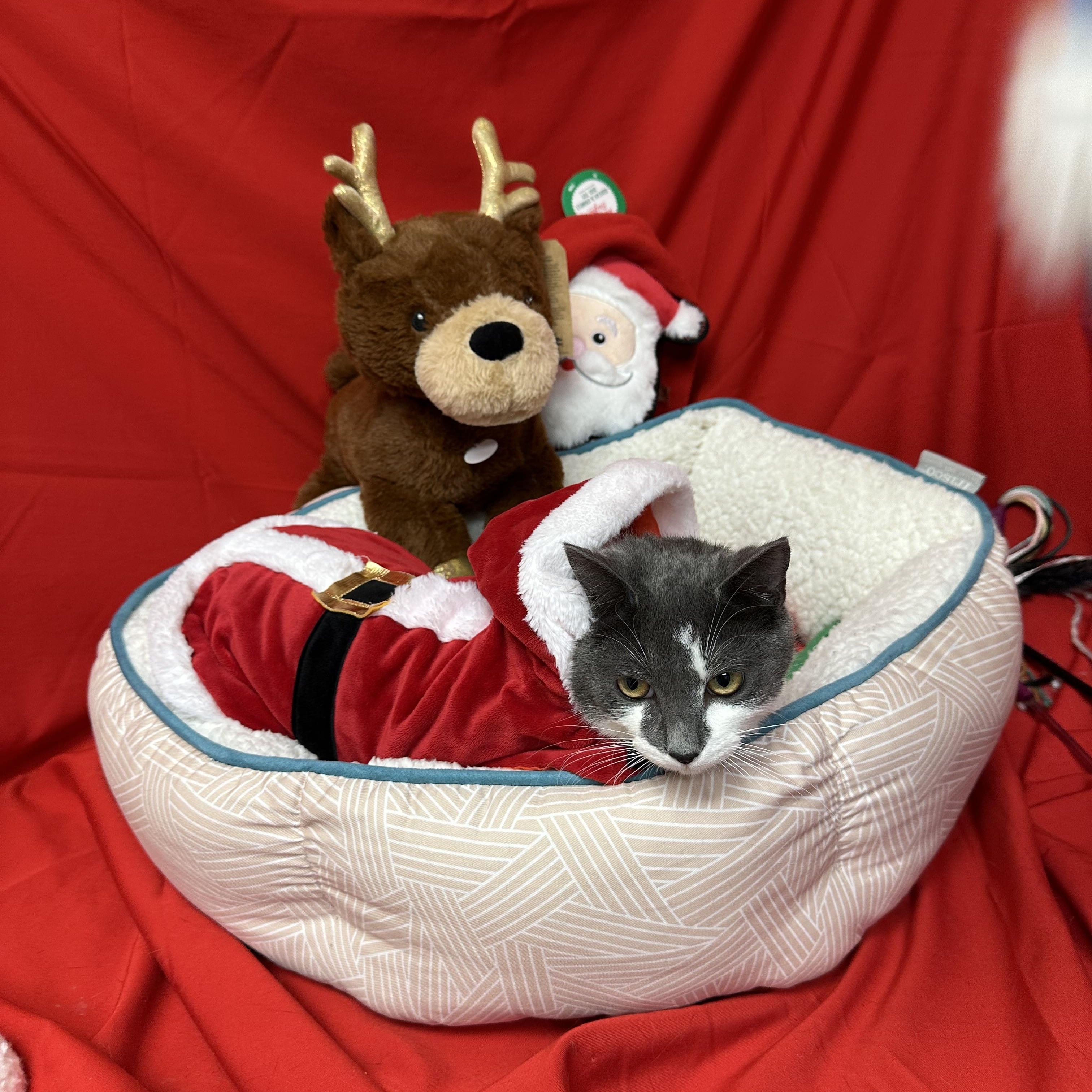 Keaton, Adoptable, Kitten Male Domestic Short Hair.