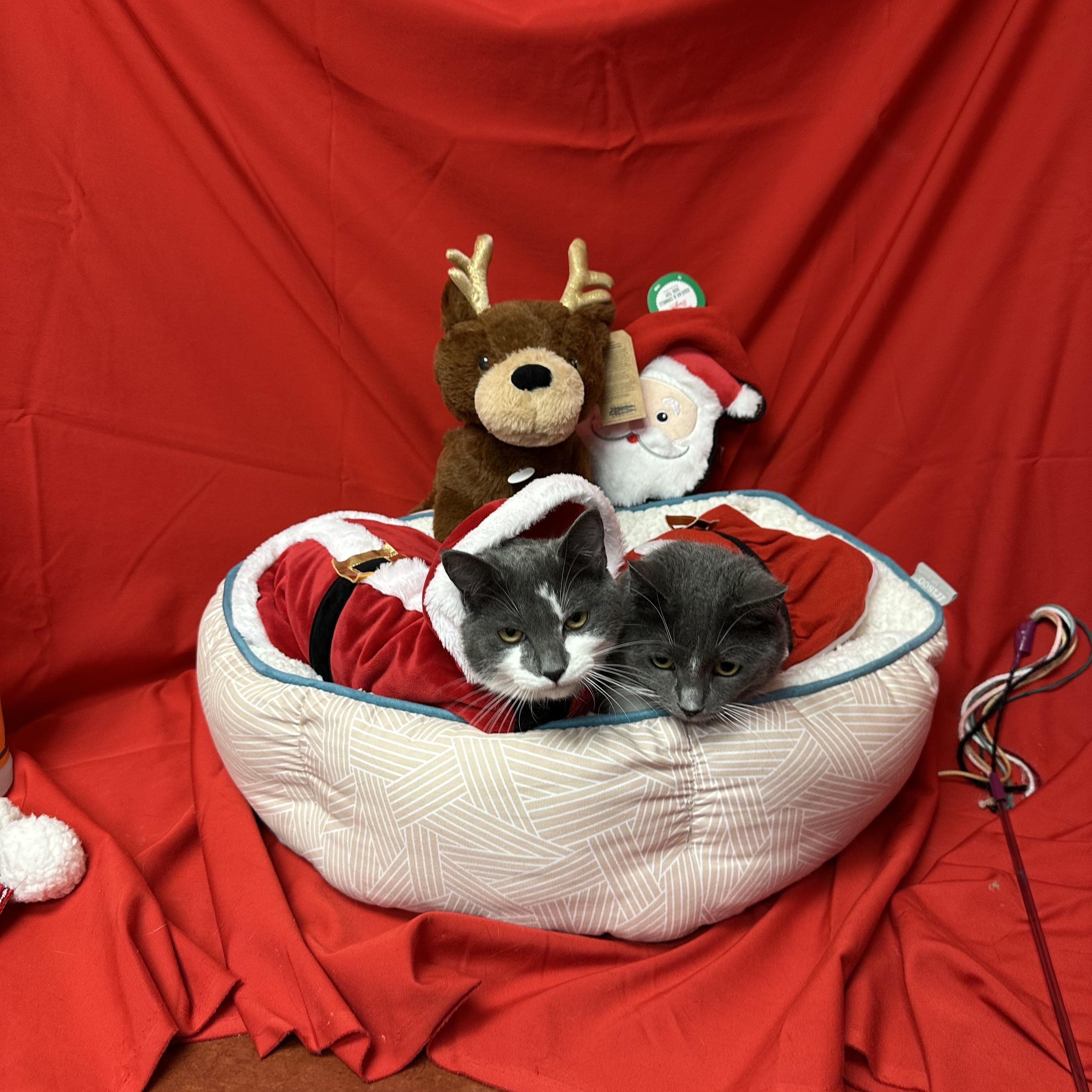 Enlarge Keaton, a Adoptable Domestic Short Hair in Tracy, CA image 2/6