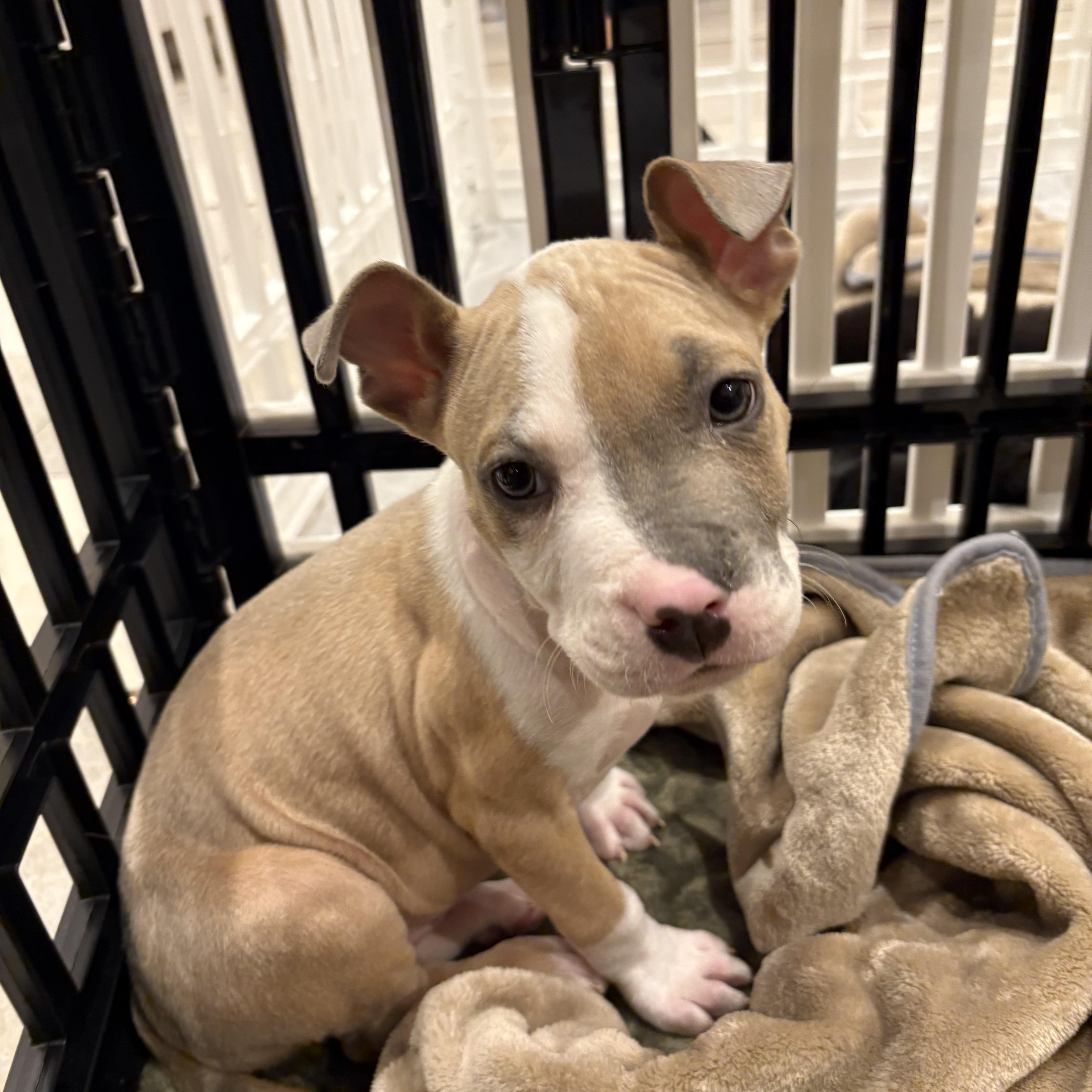 Burr, ADOPTABLE, Puppy Male Pit Bull Terrier.