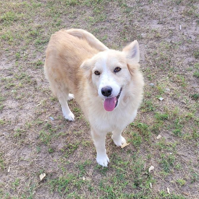 Penny, an adoptable Husky Mix in Edinburg, TX_image-1