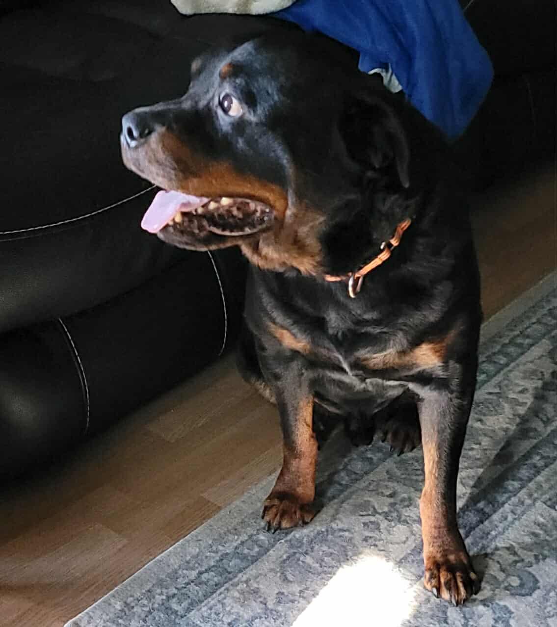 Odin