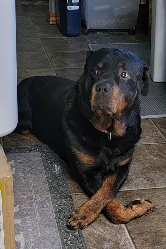 Odin
