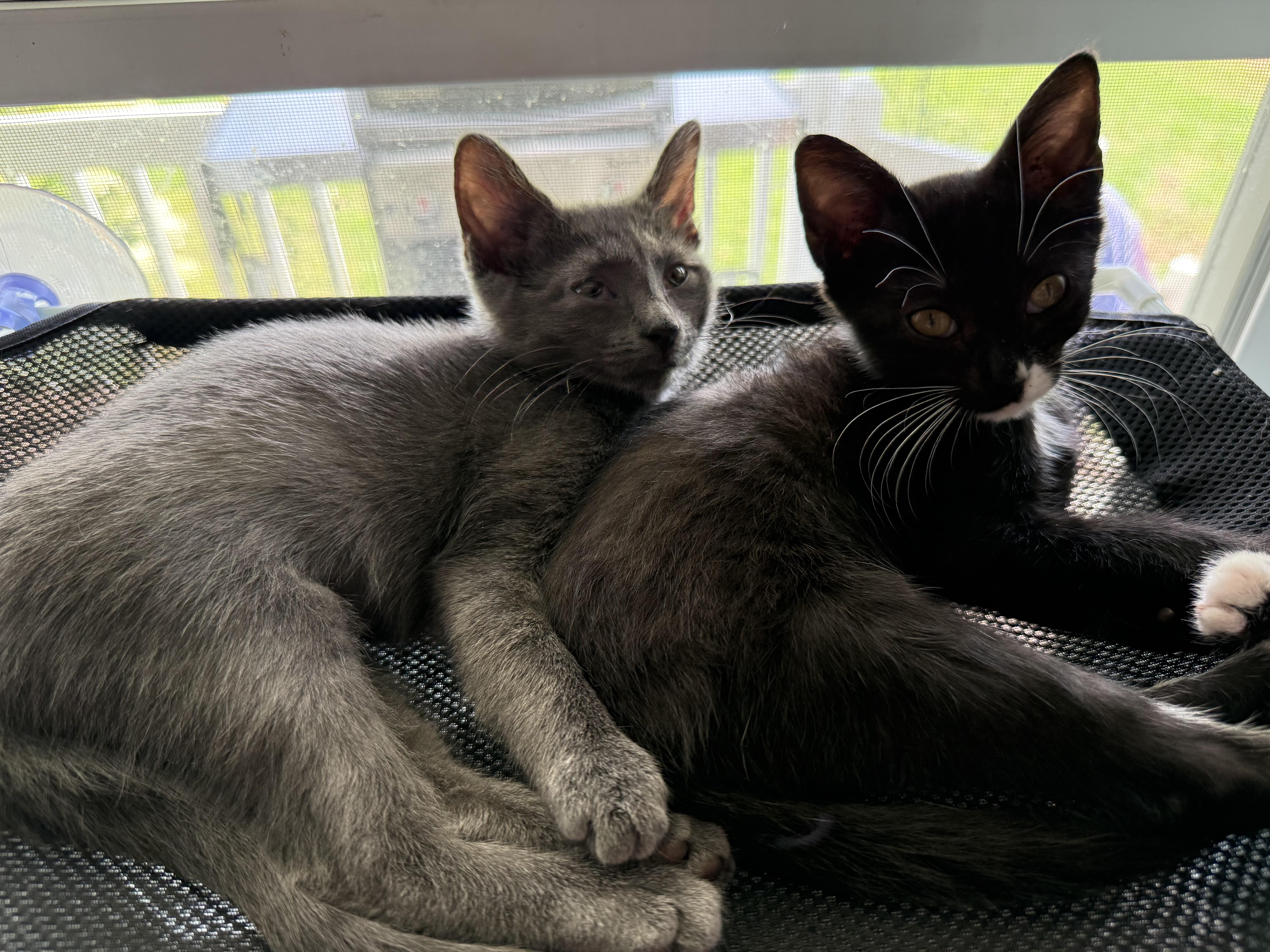 Enlarge Sally Purride, a Adopted Domestic Short Hair in Currie, NC image 2/4