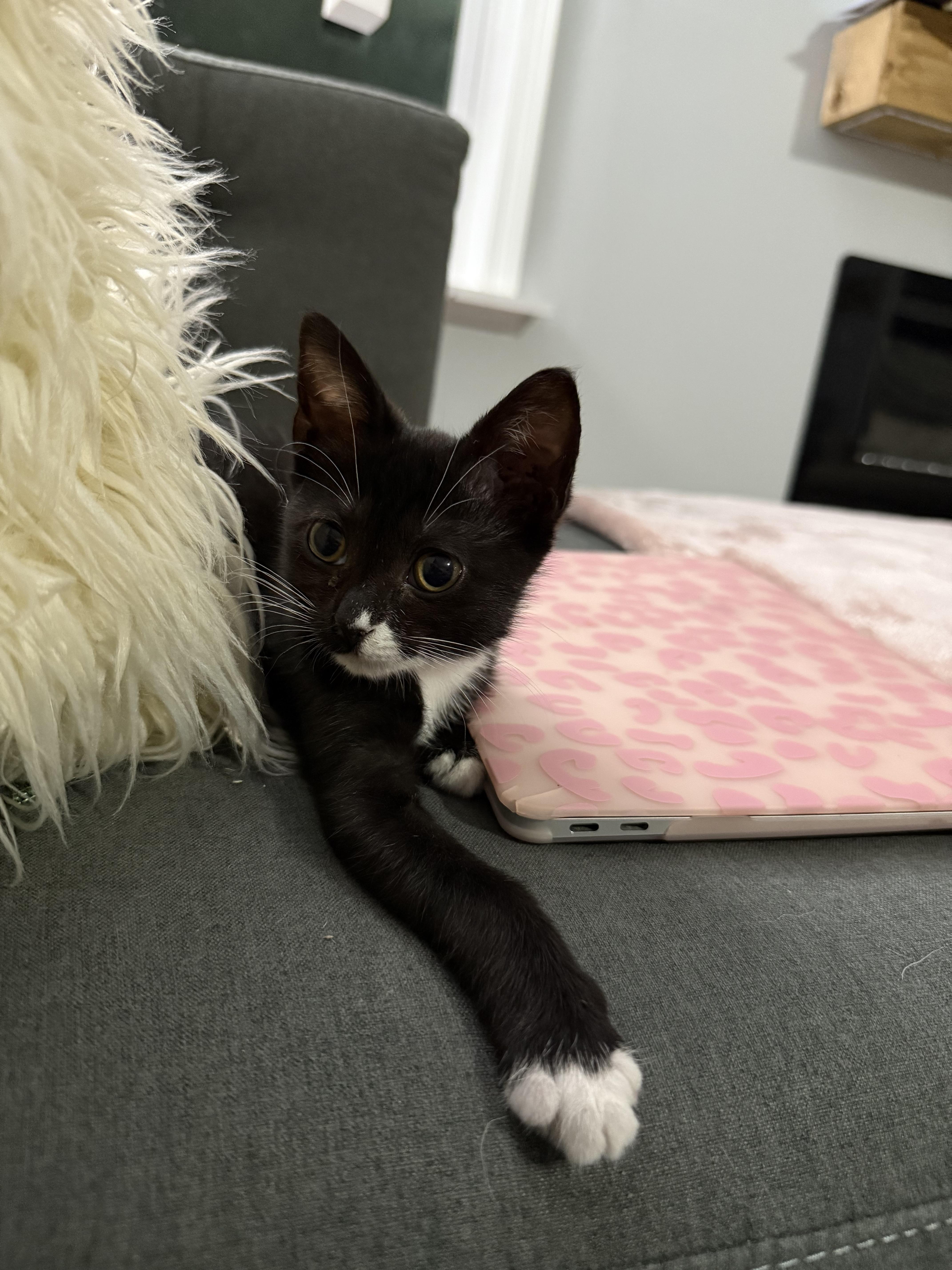 Enlarge Sally Purride, a Adopted Domestic Short Hair in Currie, NC image 3/4