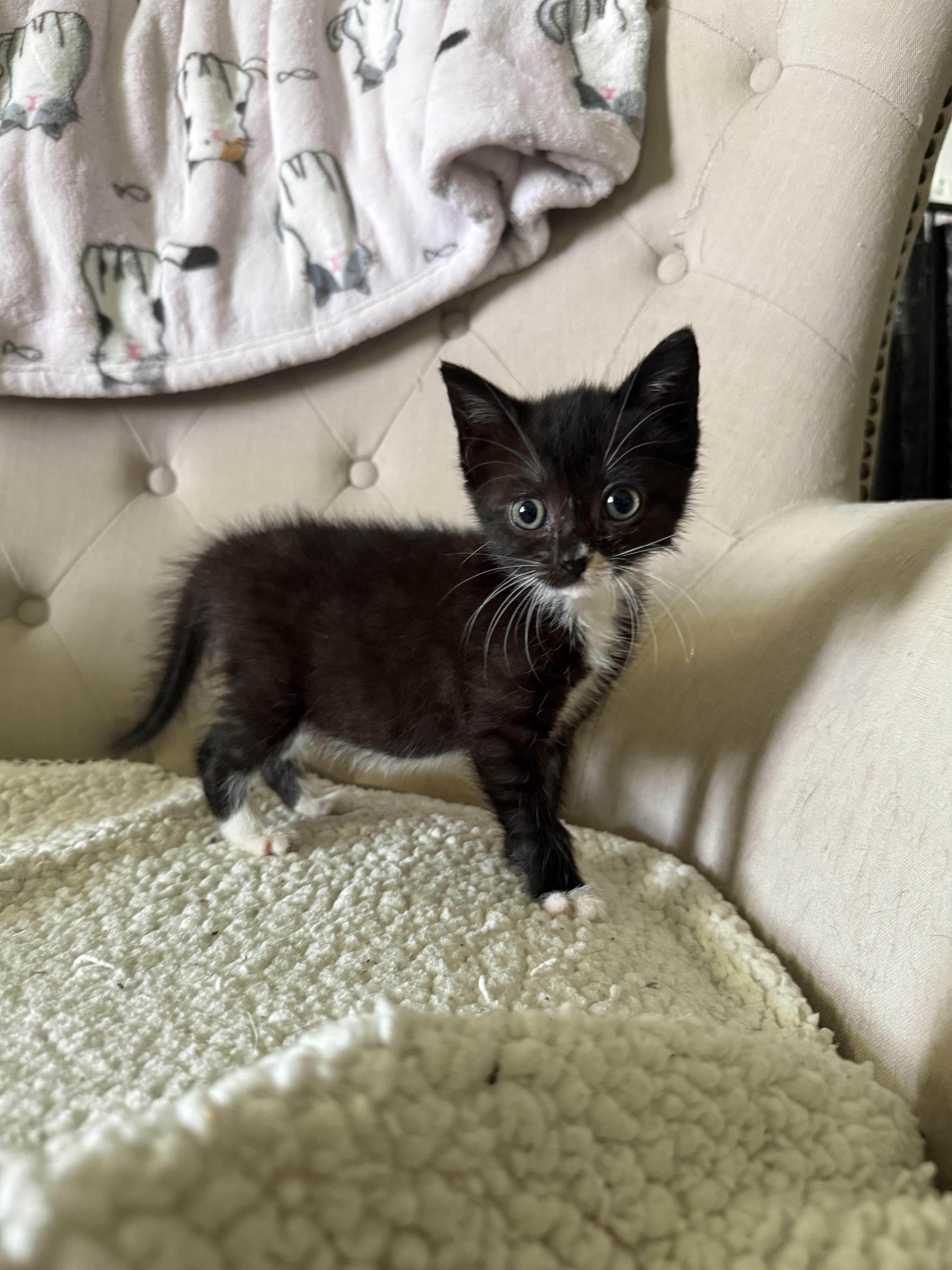 Enlarge Sally Purride, a Adopted Domestic Short Hair in Currie, NC image 4/4