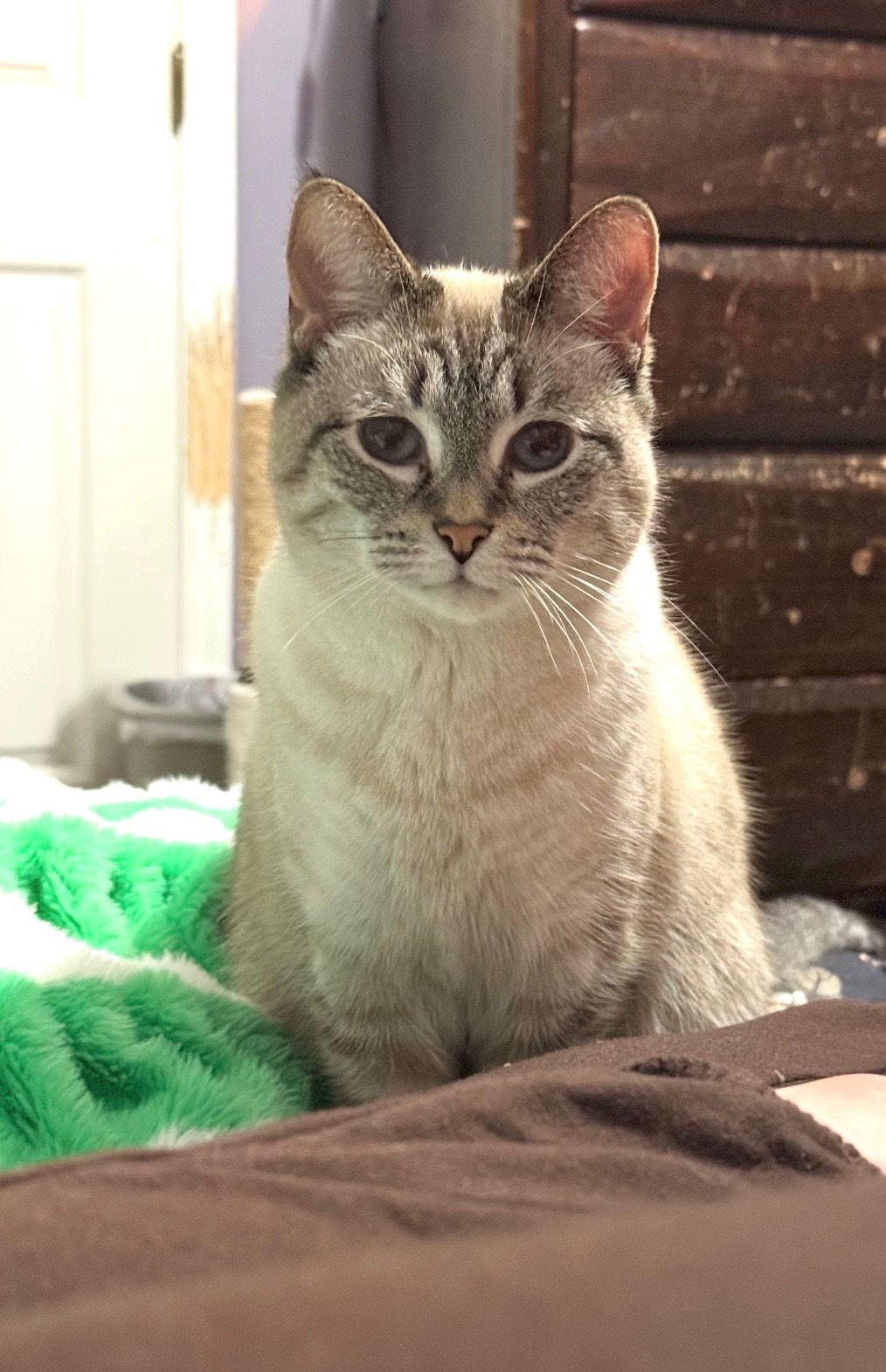 Enlarge LYCHEE (In Foster), a Adoptable Siamese in Sanford, NC image 1/3